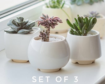 White succulent ceramic planter - set of 3 pots // 2 inch pots // little plant pot // ceramic cactus pot // minimalistic ceramic planter