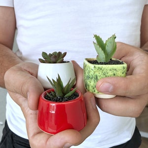 White small plant pot Set of 3 Ceramic planter for succulent, cactus Wedding favor Gift for plant lover Set of succulent pots image 4