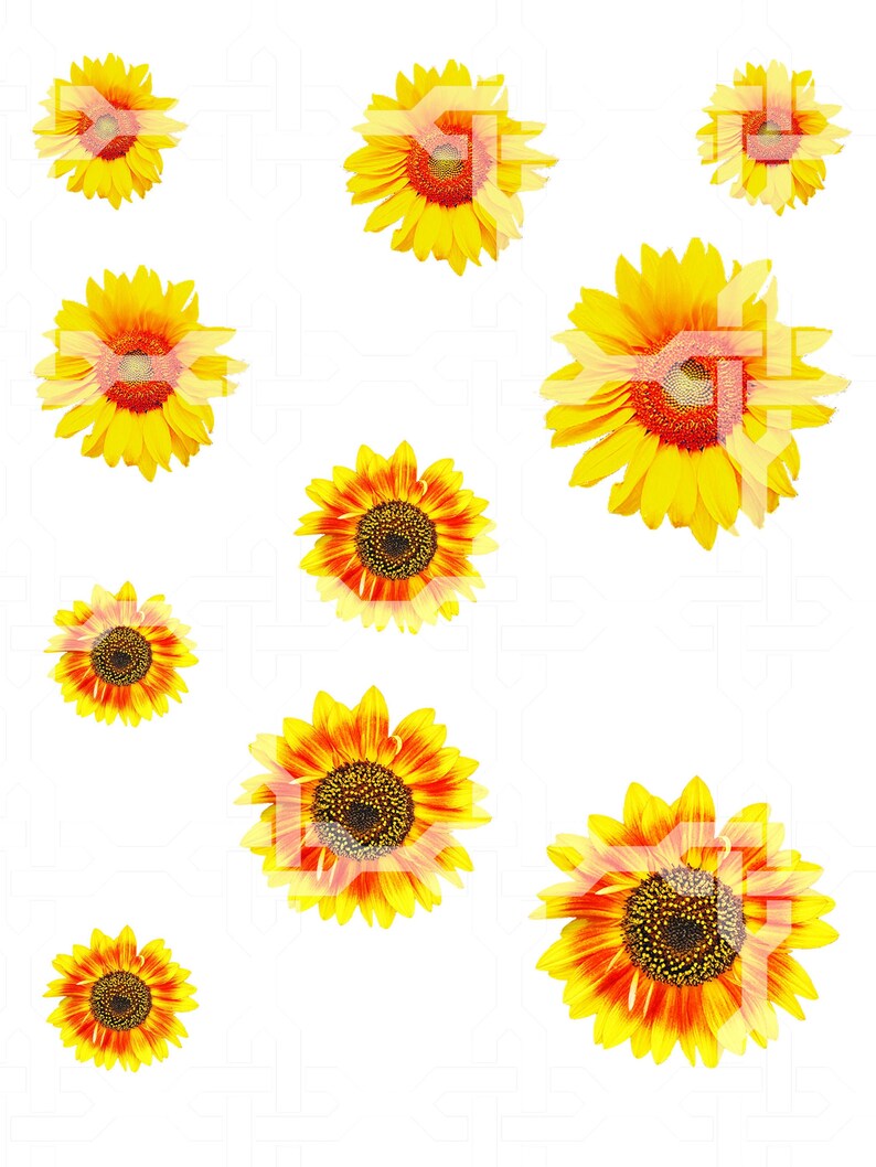 Free Free Sunflower Tumbler Svg 255 SVG PNG EPS DXF File