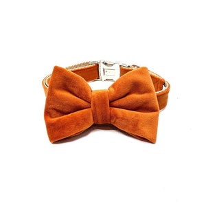 May include: A brown velvet bow tie attached to a tan dog collar. The collar has a silver buckle.