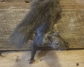 Black squirrel hanging dead mount