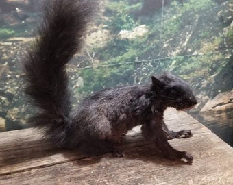 Black squirrel hanging dead mount