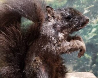 Black squirrel hanging dead mount