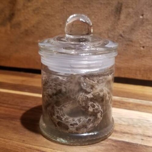 Wet specimen western hognose snake taxidermy mount formalin fixed