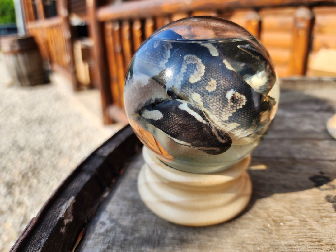 GLOBE Wet Specimen DEFORMED Morph Ball Python Taxidermy Mount Formalin ...