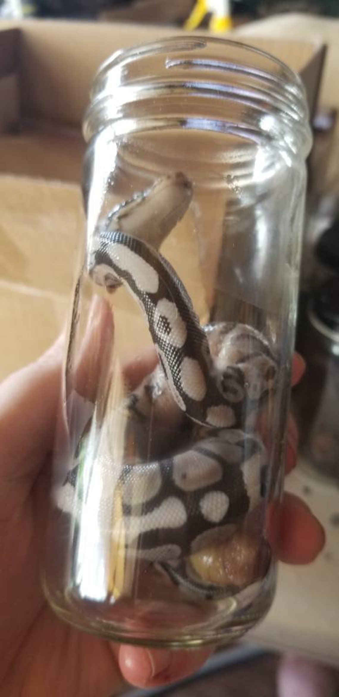Wet specimen baby ball python snake taxidermy mount formalin | Etsy