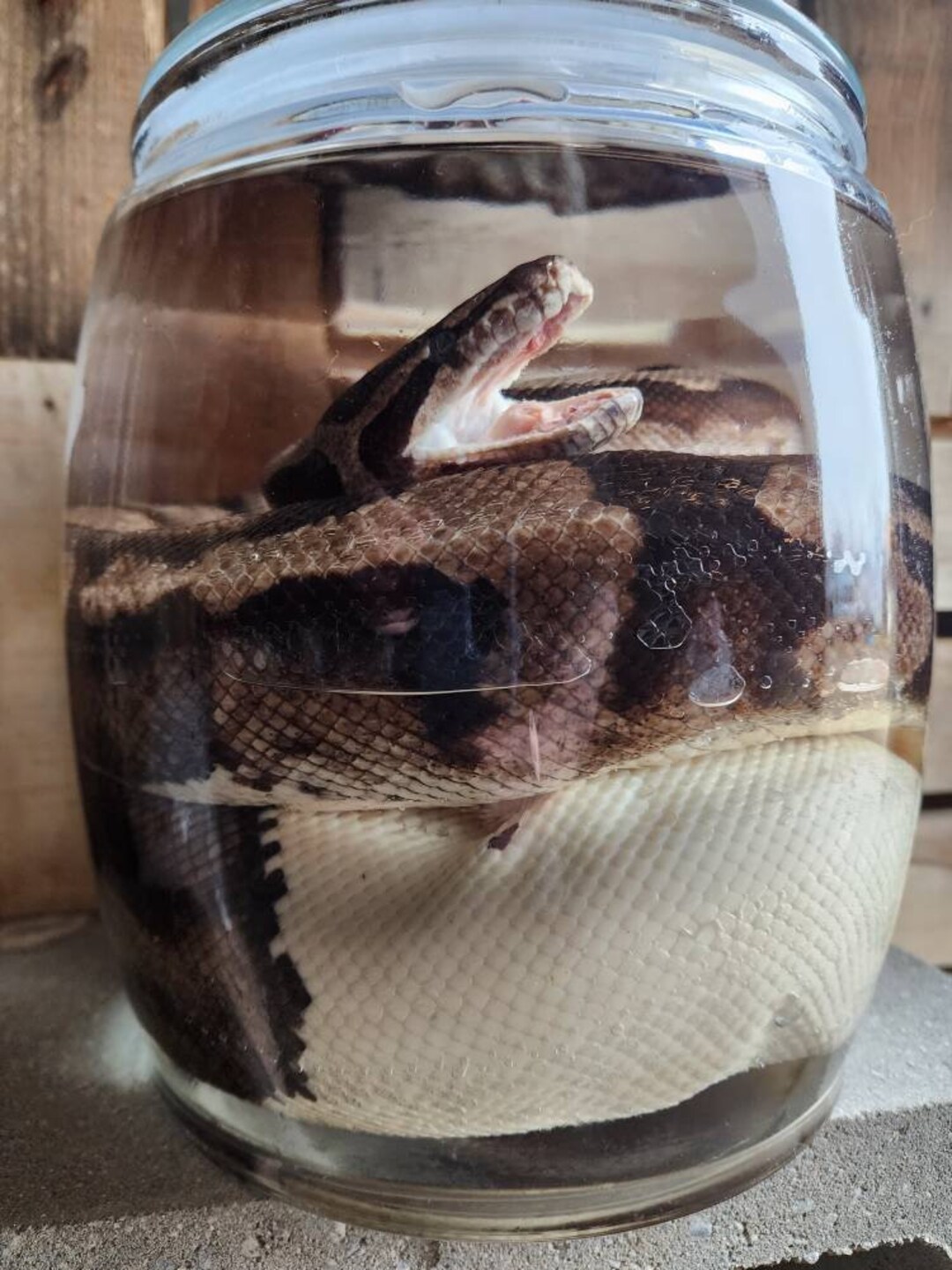 Ginormous Wet Specimen Piebald Pied Morph Ball Python Taxidermy Mount