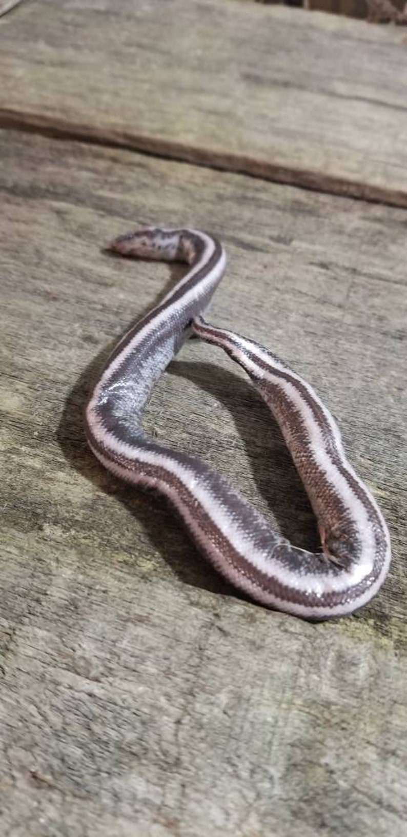 Wet specimen rosy boa snake taxidermy antique fixed in formalin oddities obscure