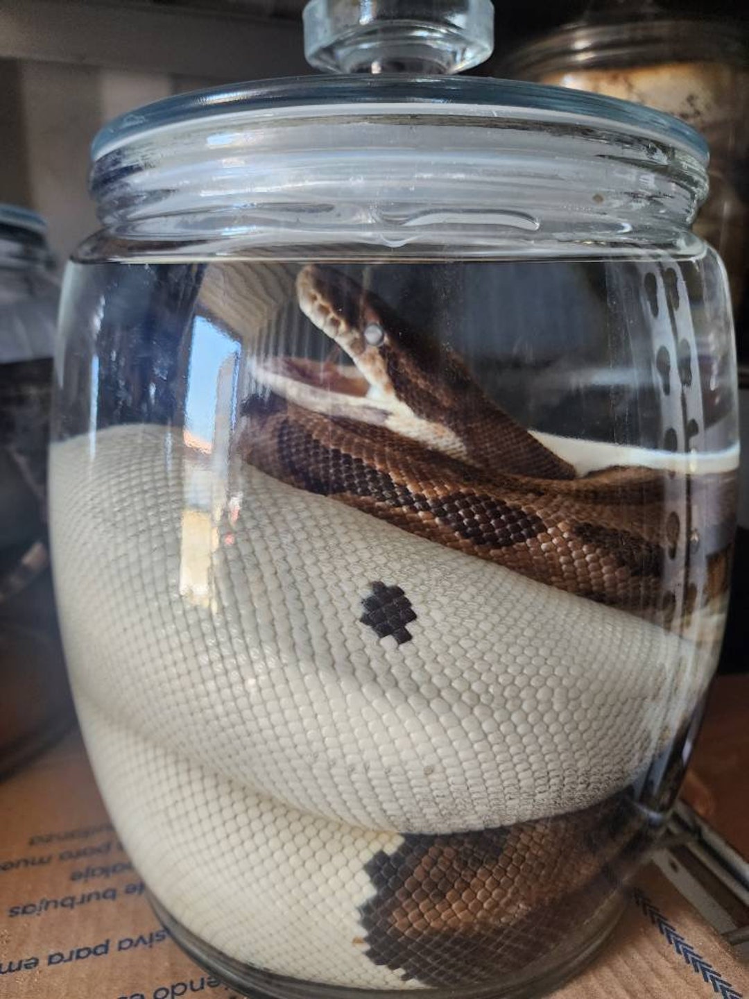 Ginormous Wet Specimen Piebald Pied Morph Ball Python Taxidermy Mount