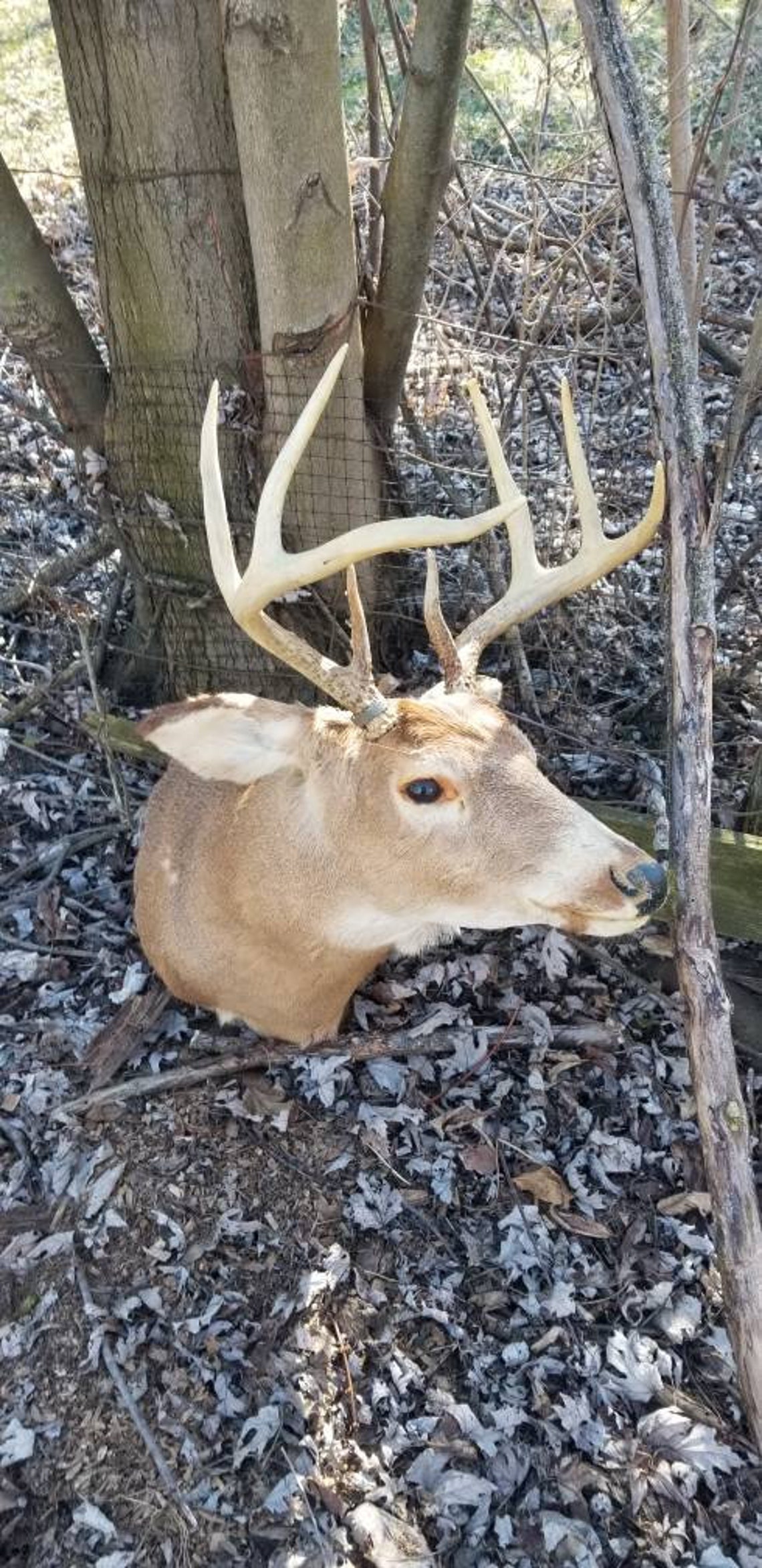 Buck Taxidermy whitetail deer buck taxidermy mount specimen Etsy