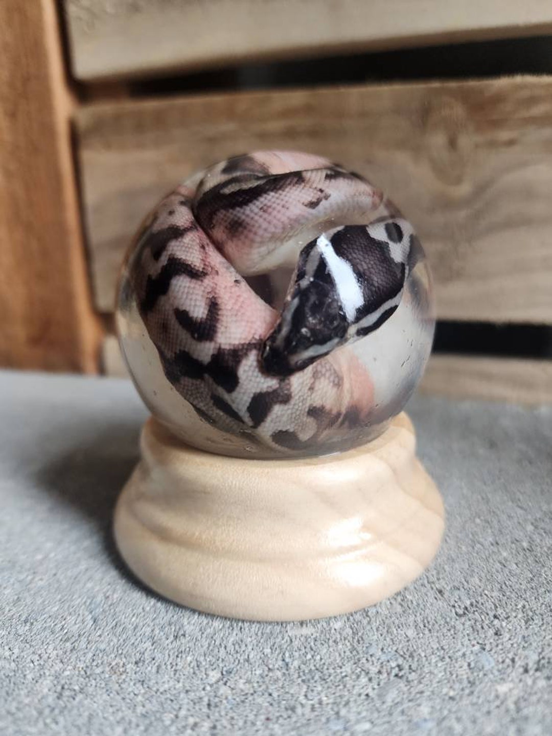 GLOBE Wet Specimen Piebald Pied Morph Ball Python Taxidermy Mount