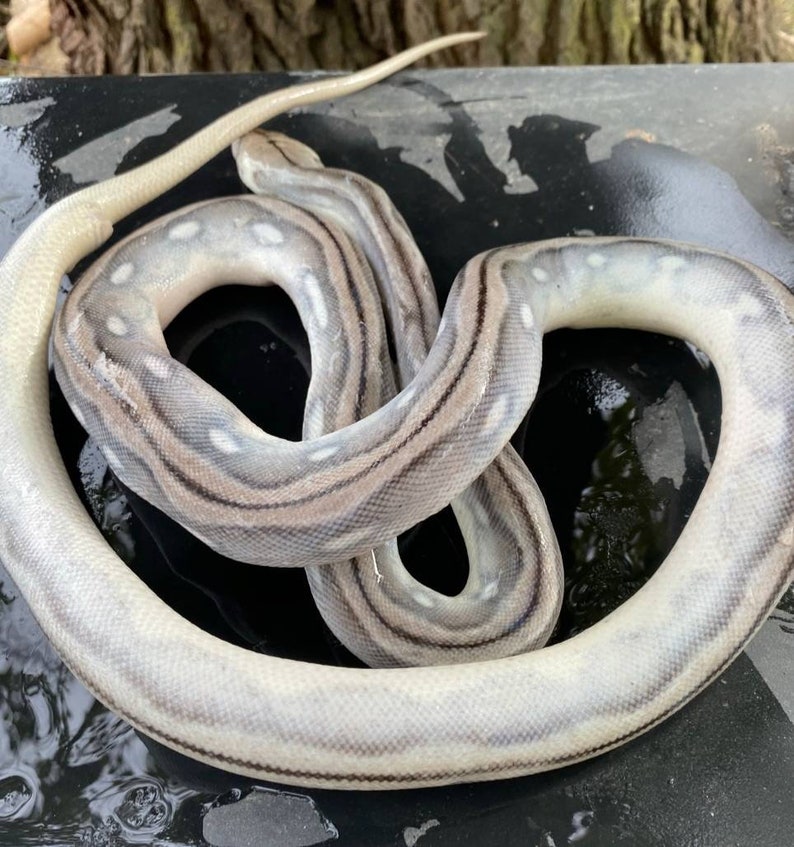 Wet specimen retic snake taxidermy mount formalin fixed Etsy