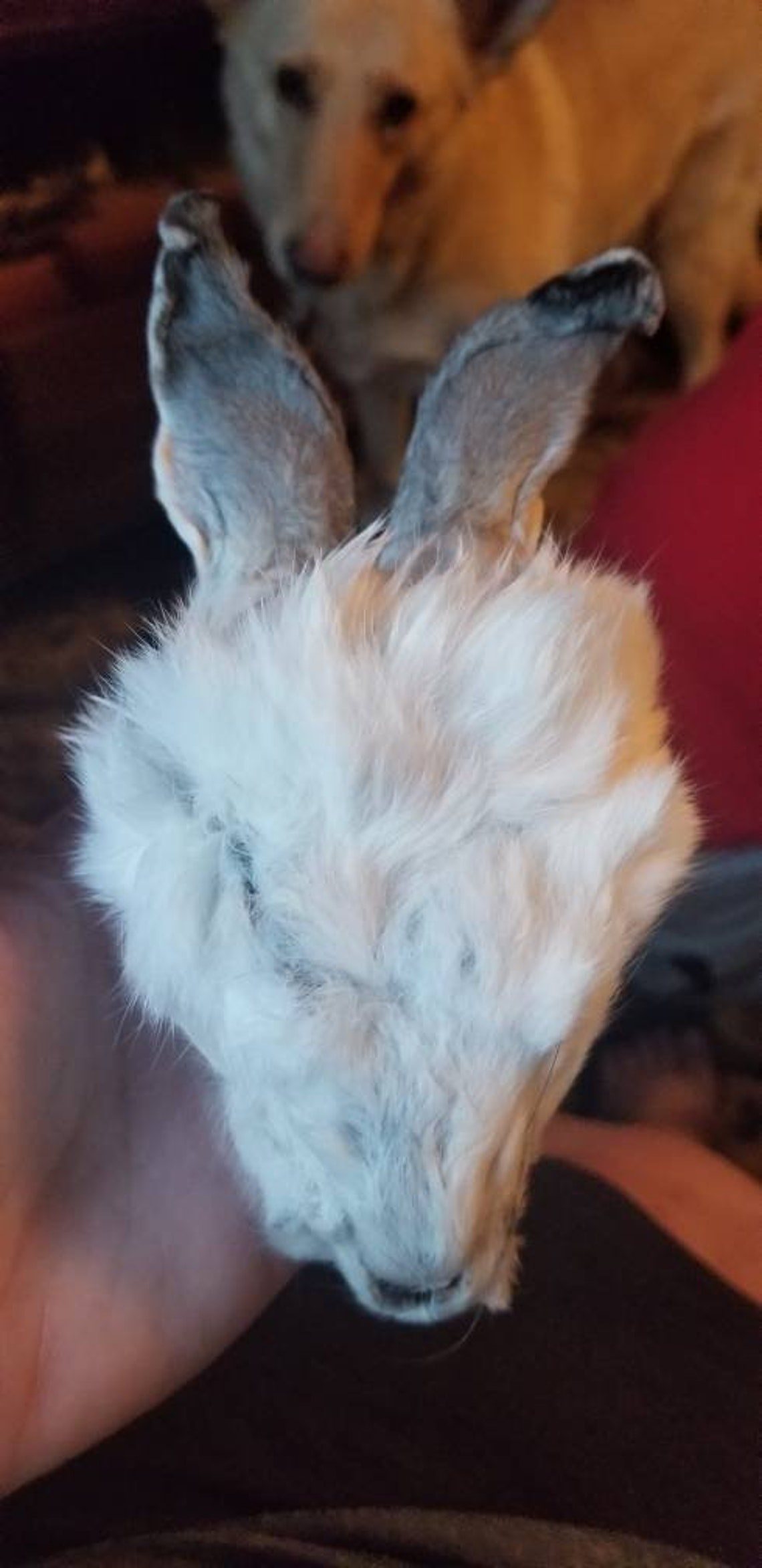 Rabbit mummified freeze dried wet specimen with jar taxidermy Etsy