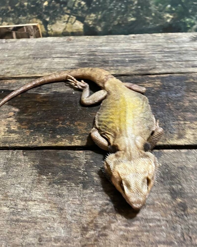 Wet specimen bearded dragon snake taxidermy mount formalin Etsy