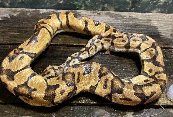 Home & Living Wet specimen ivory ball python snake taxidermy mount ...