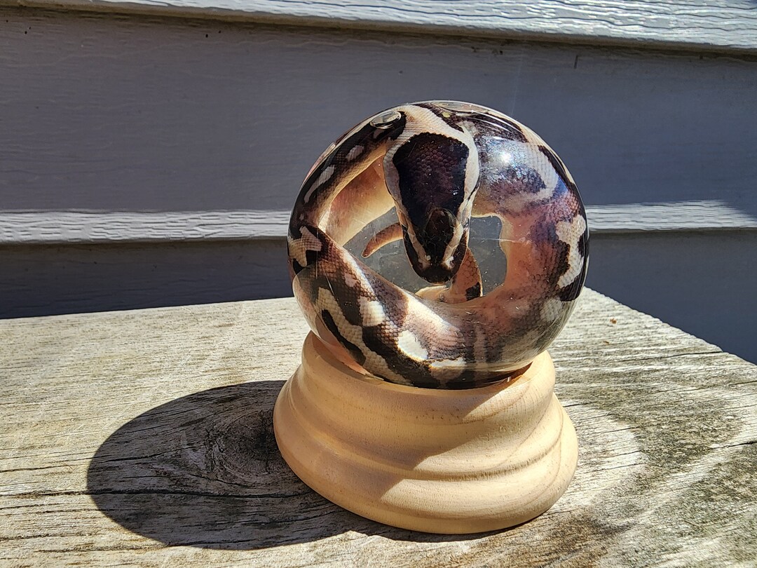 GLOBE Wet Specimen Ball Python Taxidermy Mount Formalin Fixed Oddities ...
