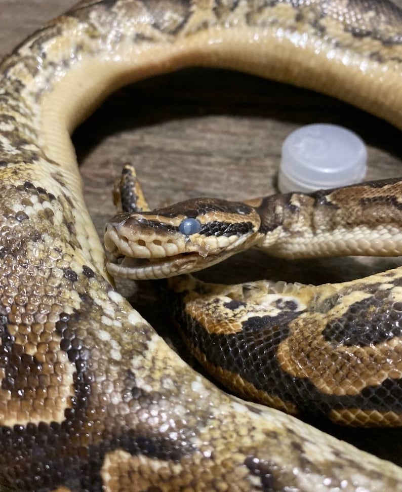 Wet specimen adult ball python snake taxidermy mount formalin | Etsy