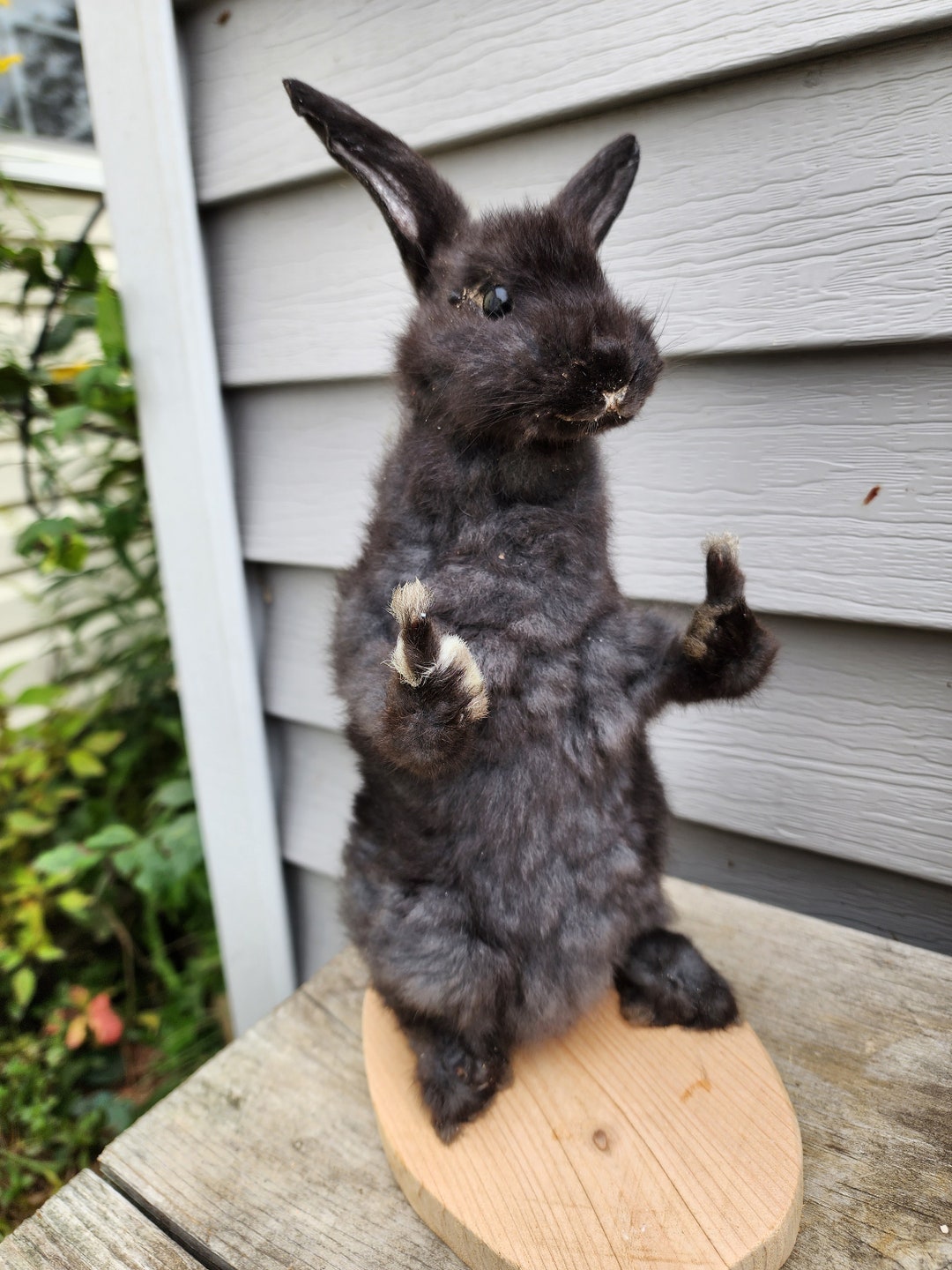 Taxidermy Bunny Flipping the Bird Rabbit Mount Novelty Etsy