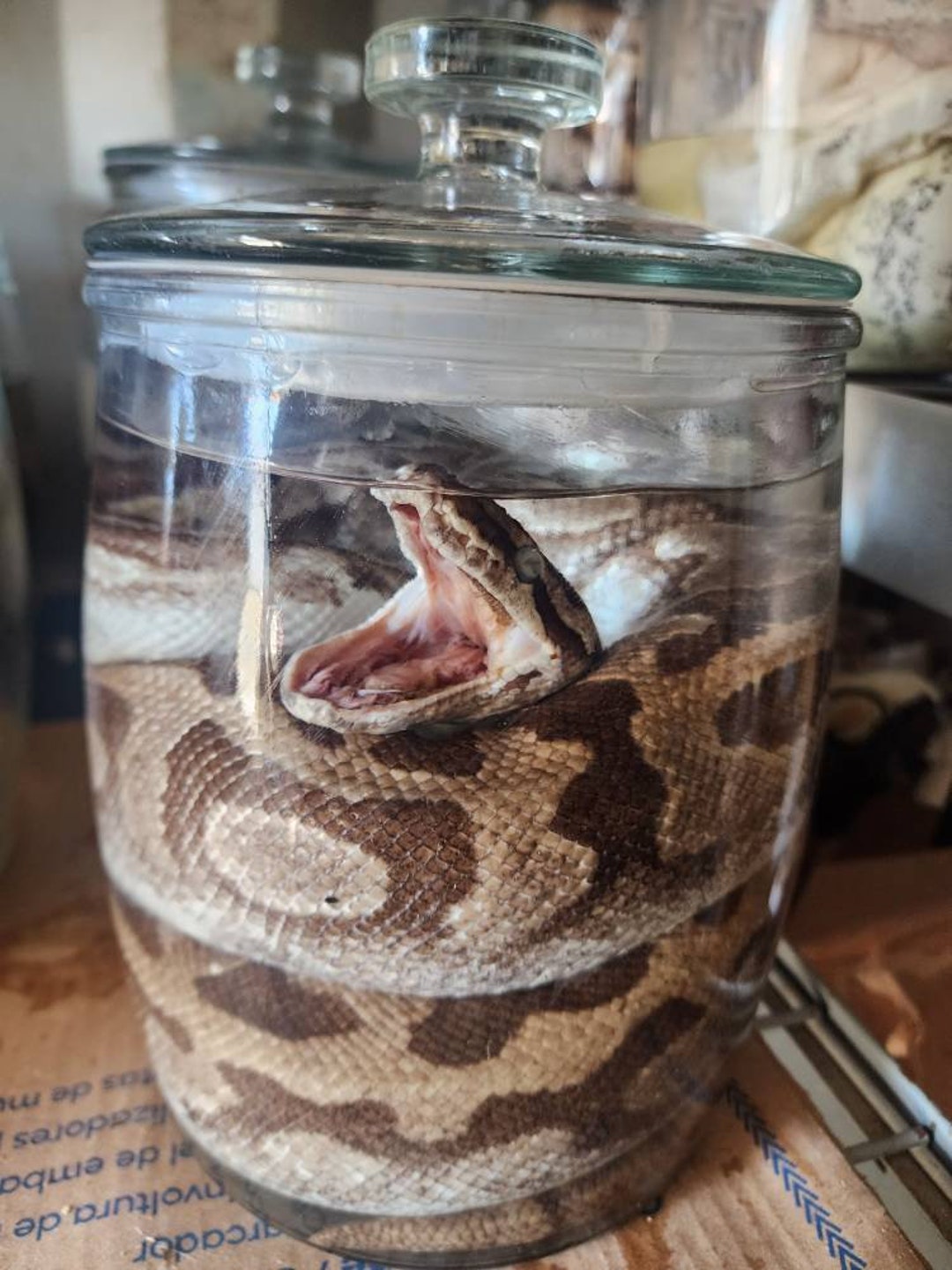 Huge Wet Specimen Morph Ball Python Taxidermy Mount Formalin Fixed