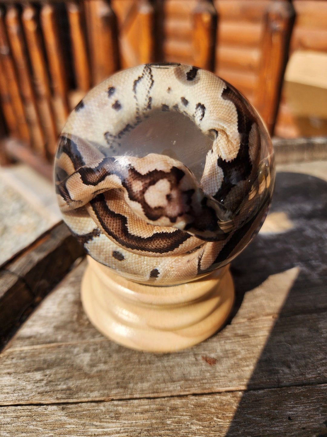 GLOBE Wet Specimen Morph Ball Python Taxidermy Mount Formalin Fixed ...