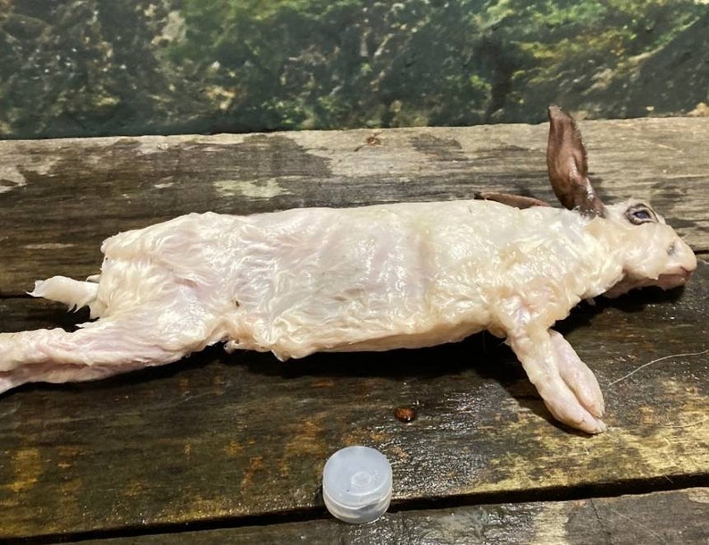 Wet specimen baby rabbit bunny taxidermy antique fixed in formalin oddities obscure