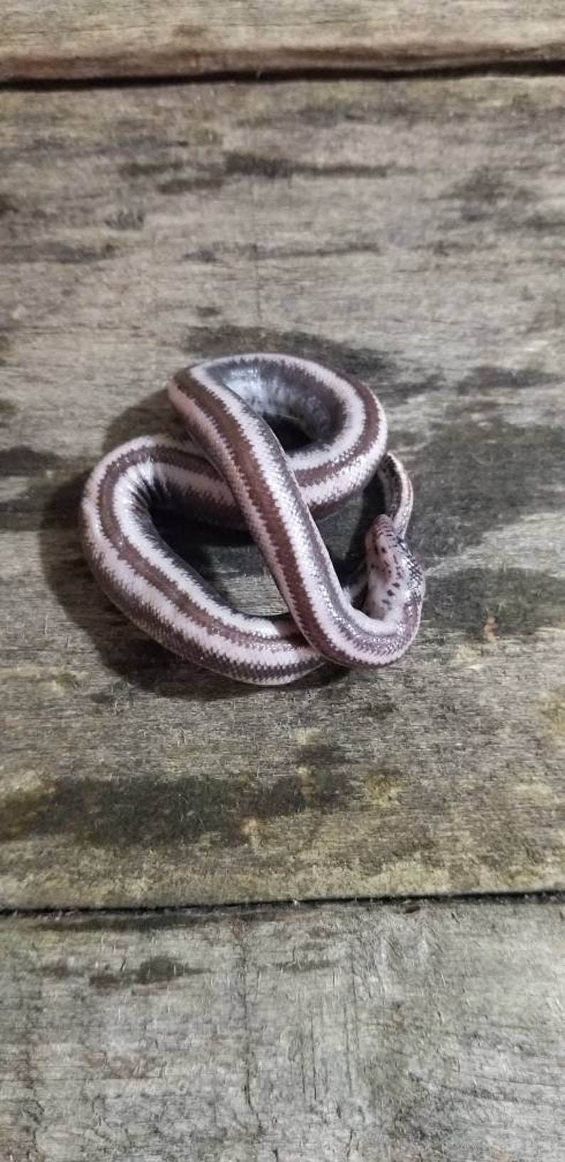 Wet specimen rosy boa snake taxidermy antique fixed in formalin oddities obscure