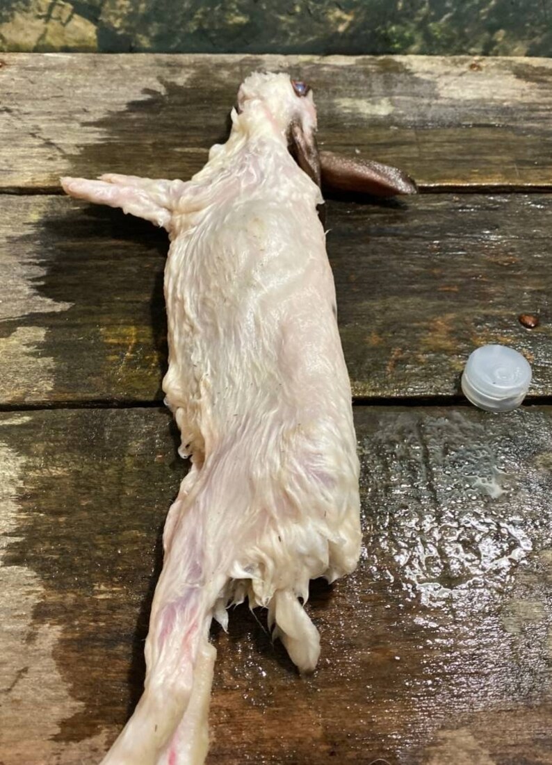 Wet specimen baby rabbit bunny taxidermy antique fixed in formalin oddities obscure
