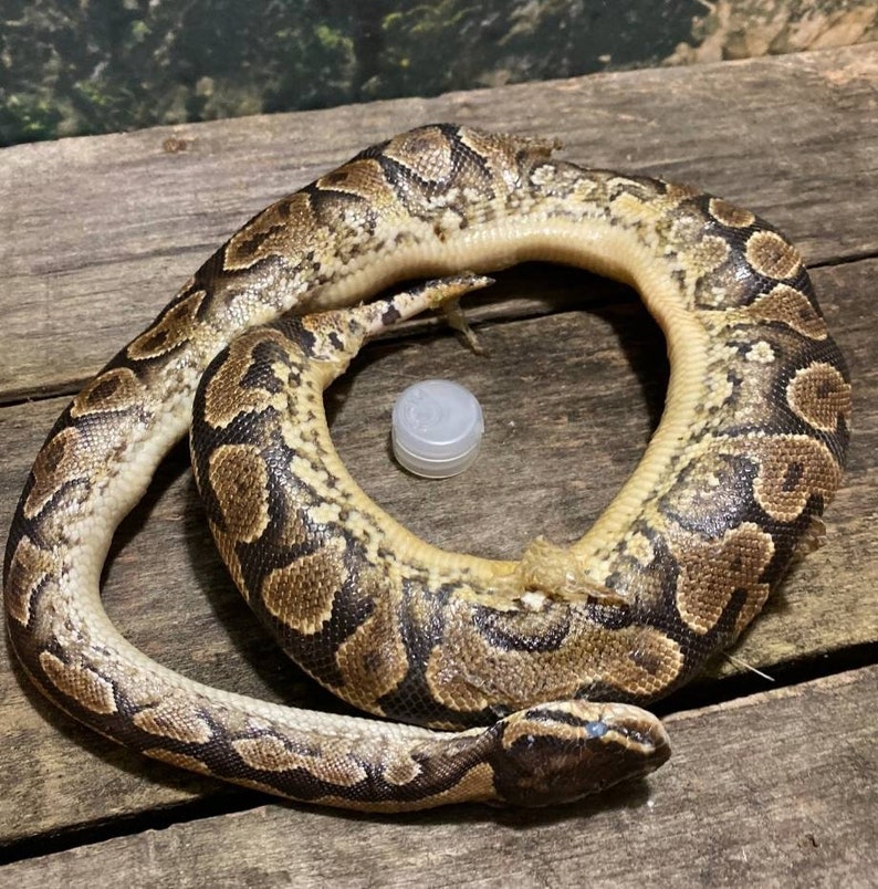 Wet specimen adult ball python snake taxidermy mount formalin | Etsy