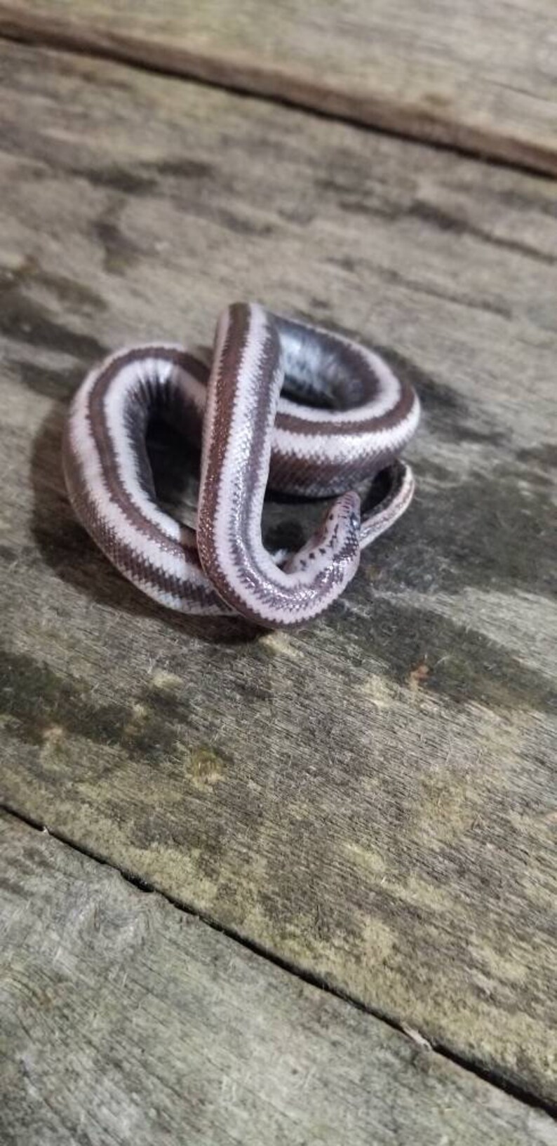 Wet specimen rosy boa snake taxidermy antique fixed in formalin oddities obscure