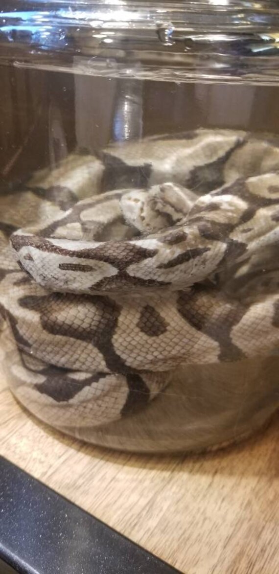 Home & Living Wet specimen ivory ball python snake taxidermy mount ...