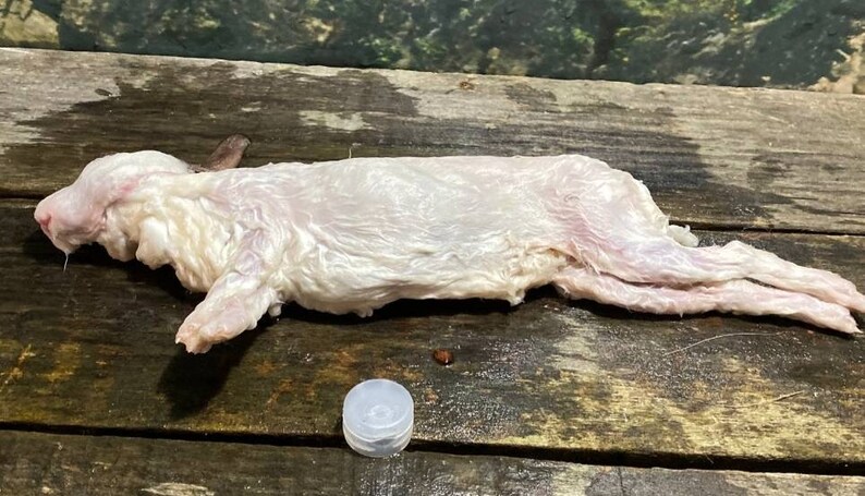 Wet specimen baby rabbit bunny taxidermy antique fixed in formalin oddities obscure
