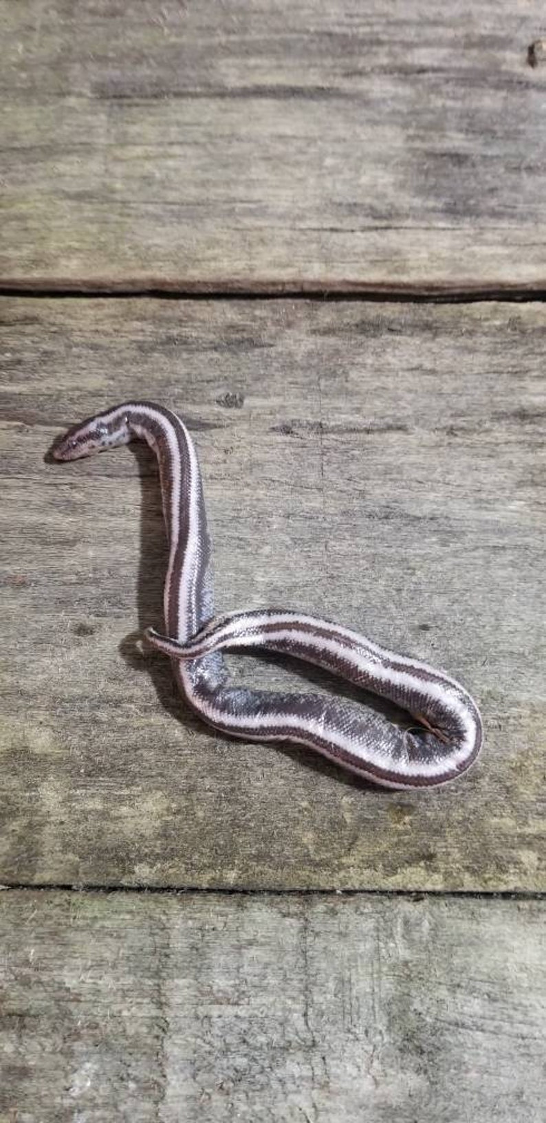 Wet specimen rosy boa snake taxidermy antique fixed in formalin oddities obscure