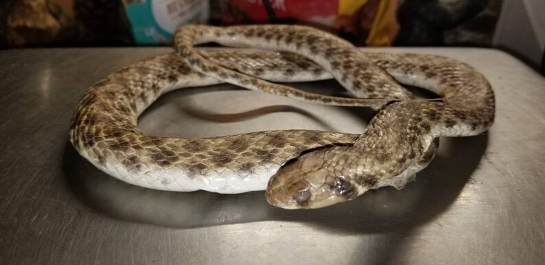 Wet specimen Egyptian false cobra snake taxidermy mount | Etsy