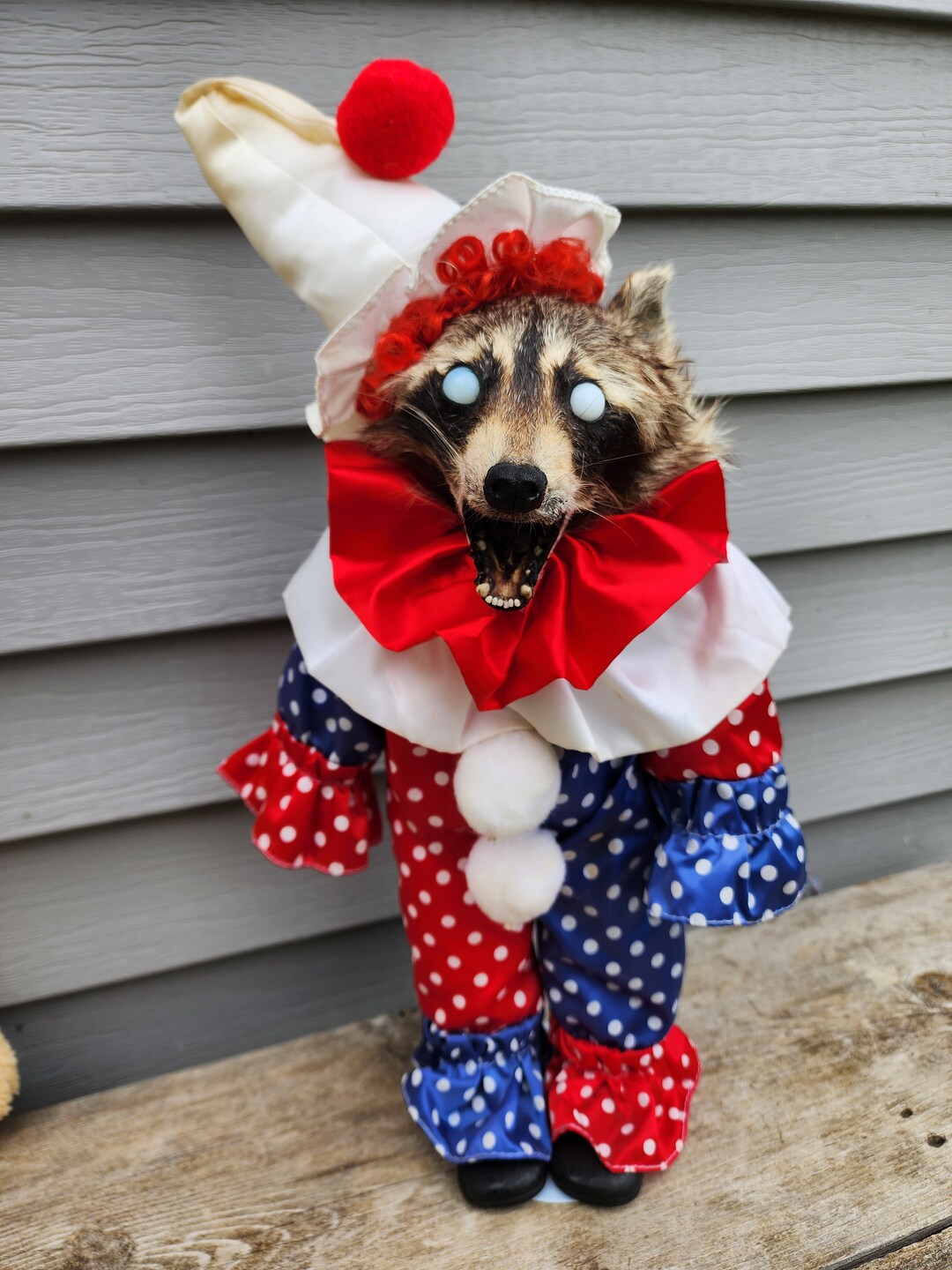 Raccoon Possum Mummified Freeze Dried Wet Specimen With Jar - Etsy
