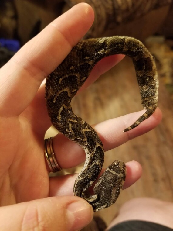 Home & Living Wet specimen ivory ball python snake taxidermy mount ...