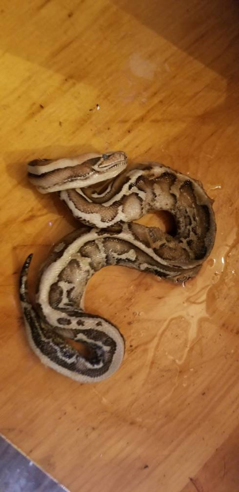Wet specimen blood python snake taxidermy mount formalin fixed | Etsy
