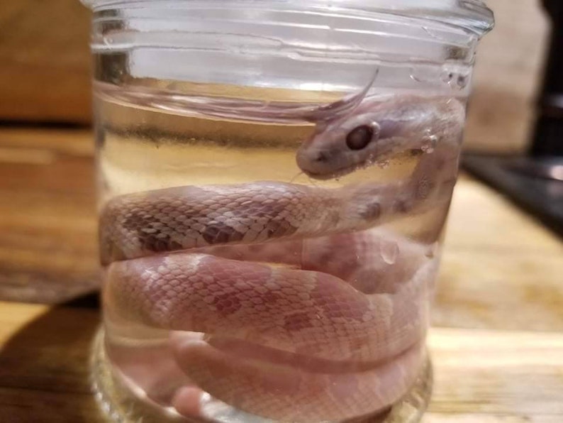 Wet specimen adorable baby corn snake taxidermy mount formalin fixed oddities Obscure