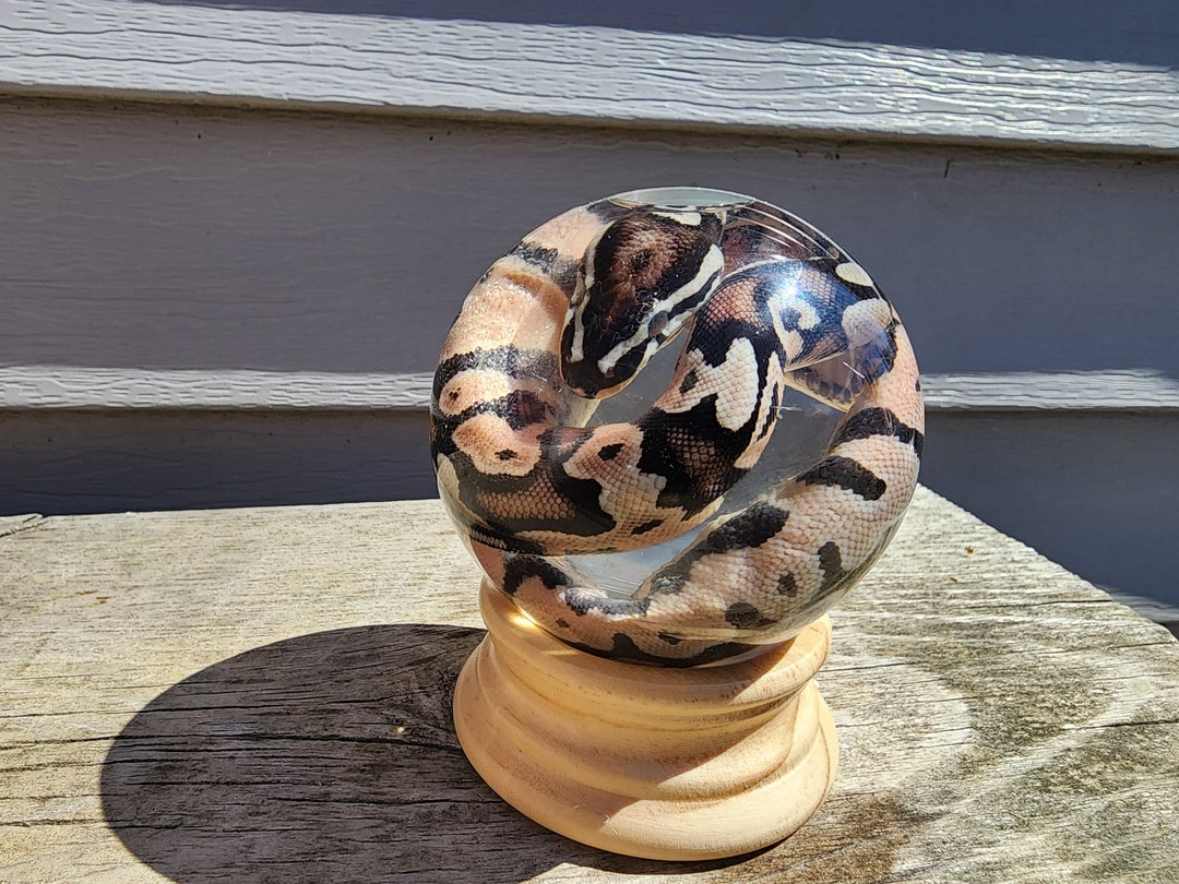 GLOBE Wet Specimen Ball Python Taxidermy Mount Formalin Fixed Oddities ...