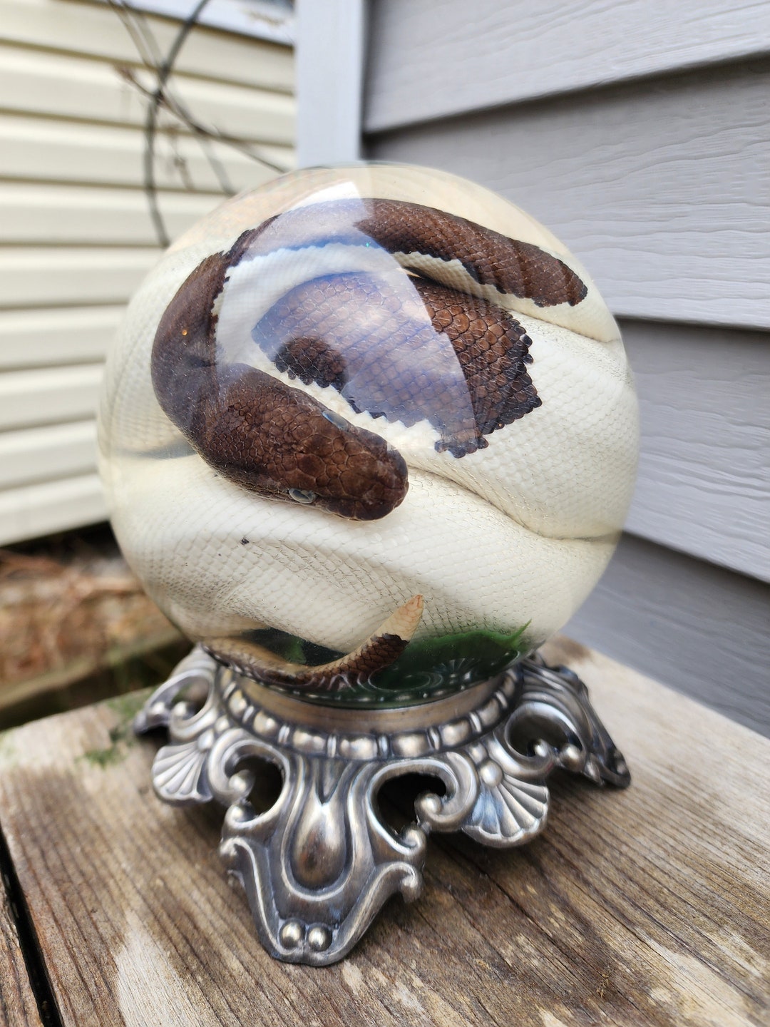 Antique Piebald Ball Python Snake Butterflies Opossum Taxidermy Mount ...