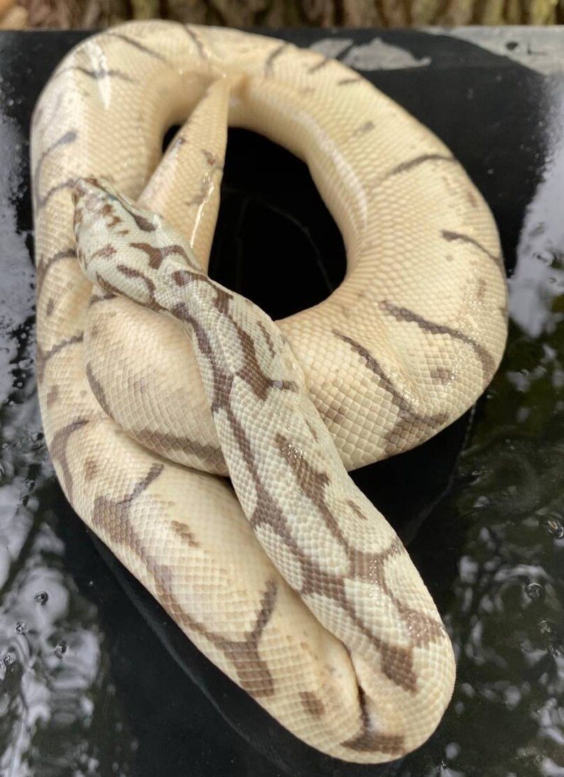 Wet specimen ball python snake taxidermy mount formalin fixed | Etsy