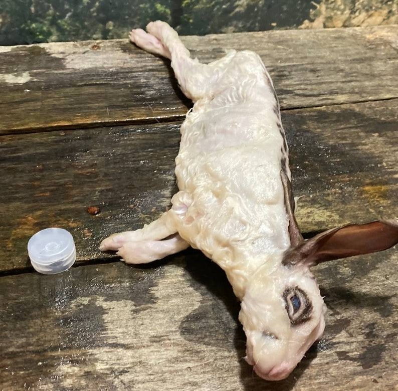 Wet specimen baby rabbit bunny taxidermy antique fixed in formalin oddities obscure