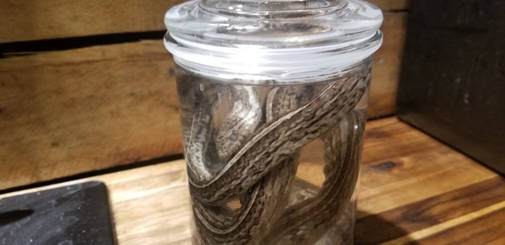 Wet specimen cobra false water snake taxidermy mount formalin fixed oddities Obscure venomous reptile oddities freakshow