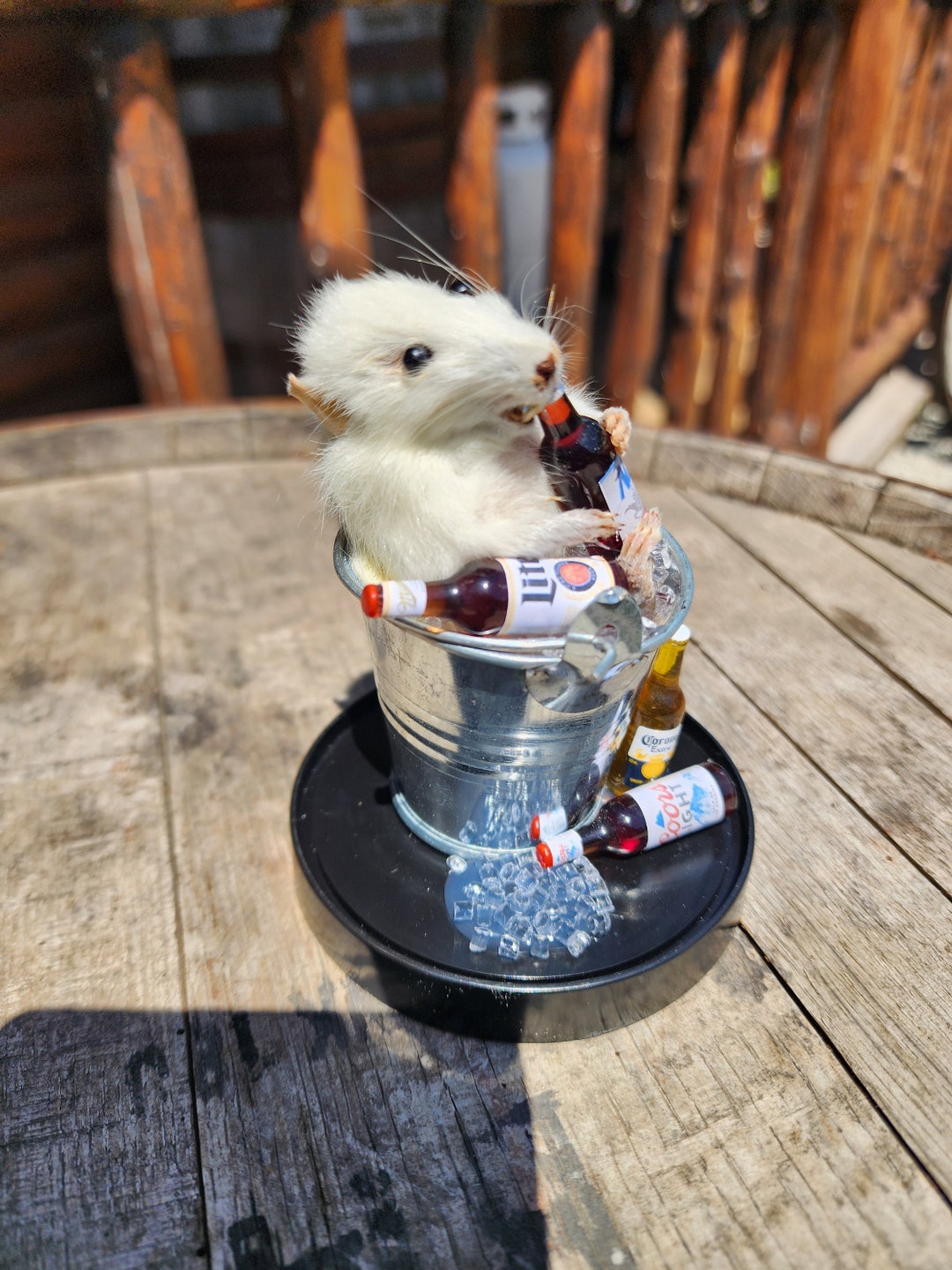 Rats Mouse Mount Racoon Opossum Taxidermy Mount Obscure Oddities ...