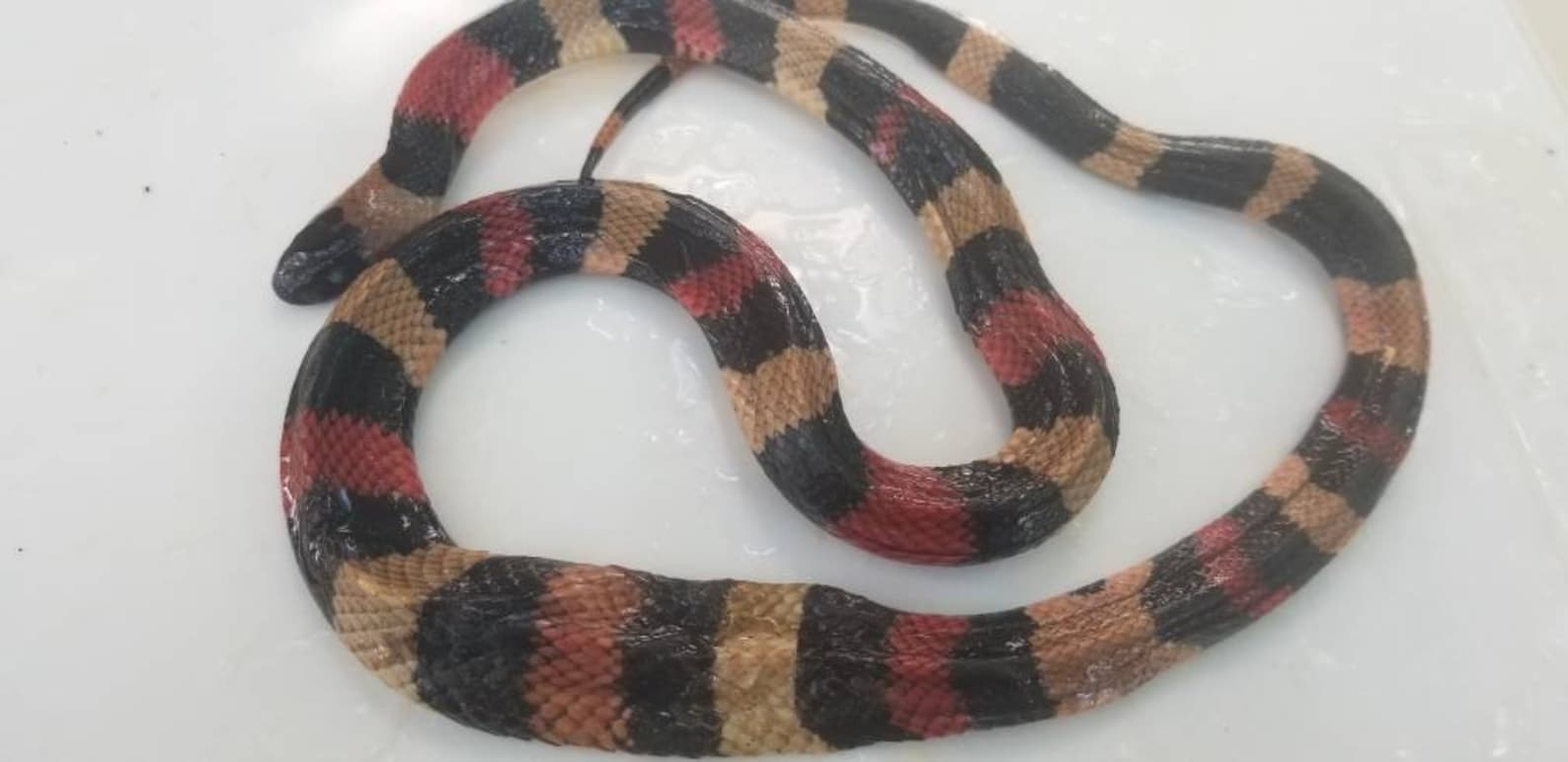 buy milksnake