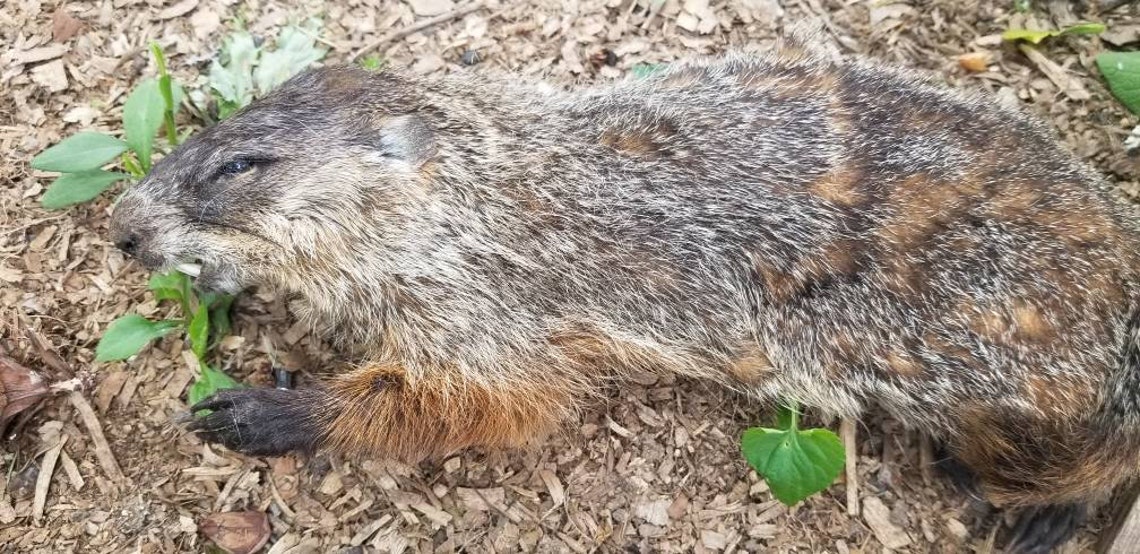 Groundhog mummified freeze dried wet specimen with jar Etsy