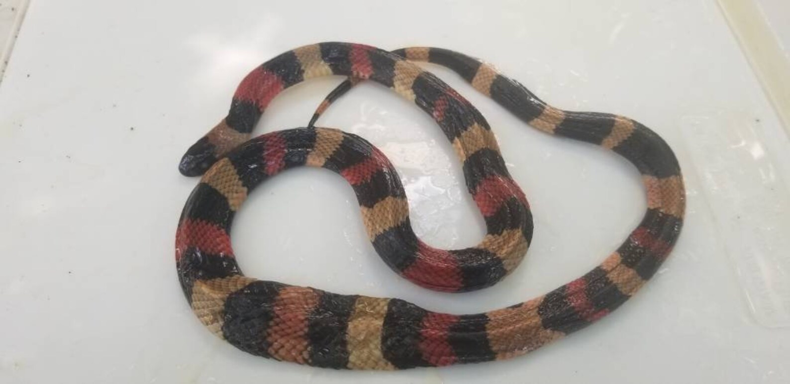 buy milksnake buy milksnake