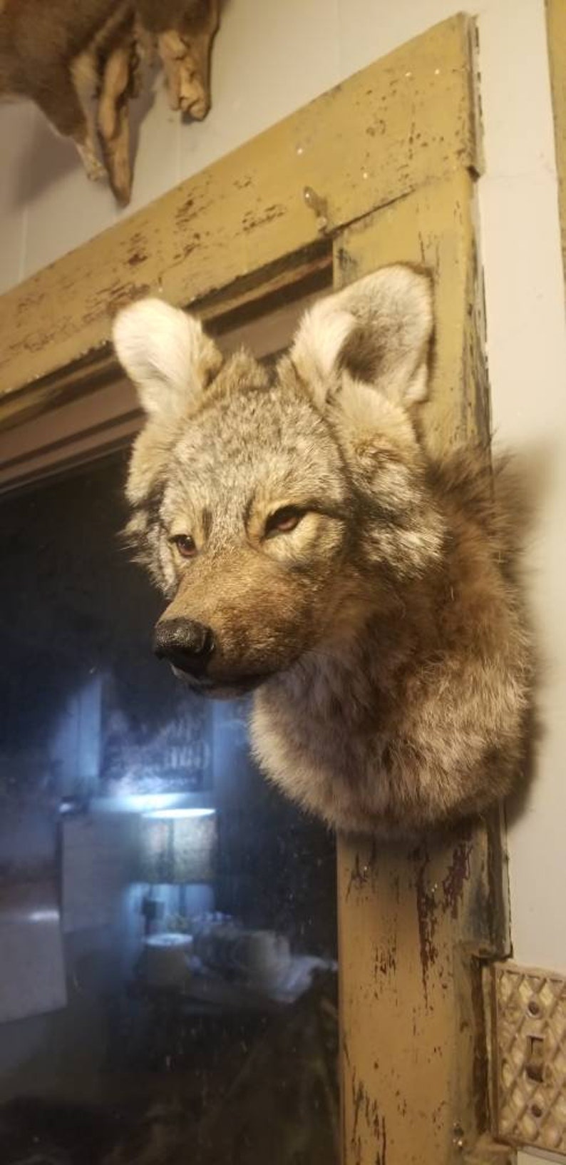 Coyote shoulder mount bobcat fox squirrel specimen taxidermy Etsy