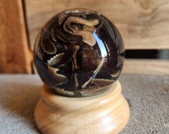 reptile globe