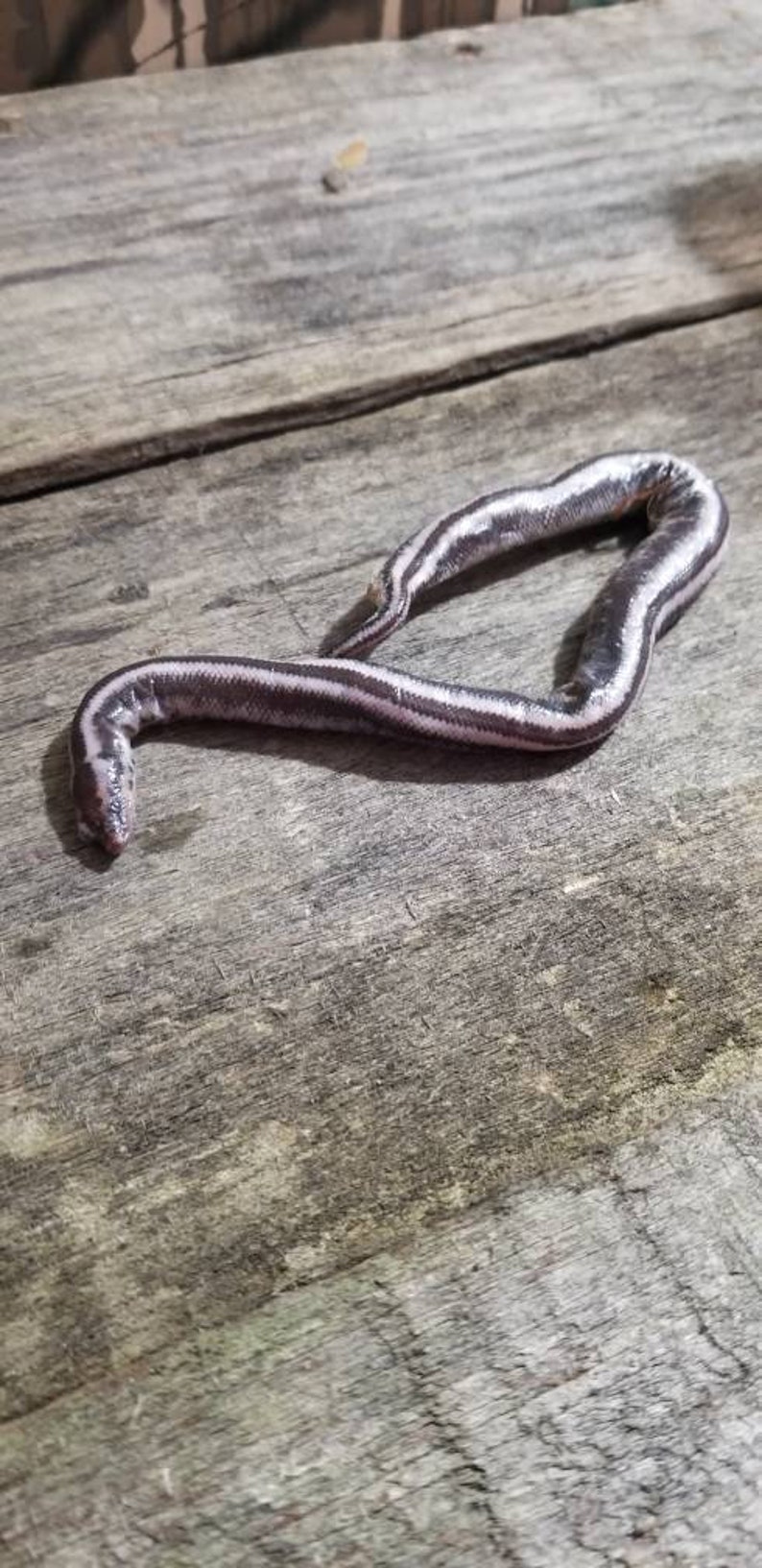 Wet specimen rosy boa snake taxidermy antique fixed in formalin oddities obscure