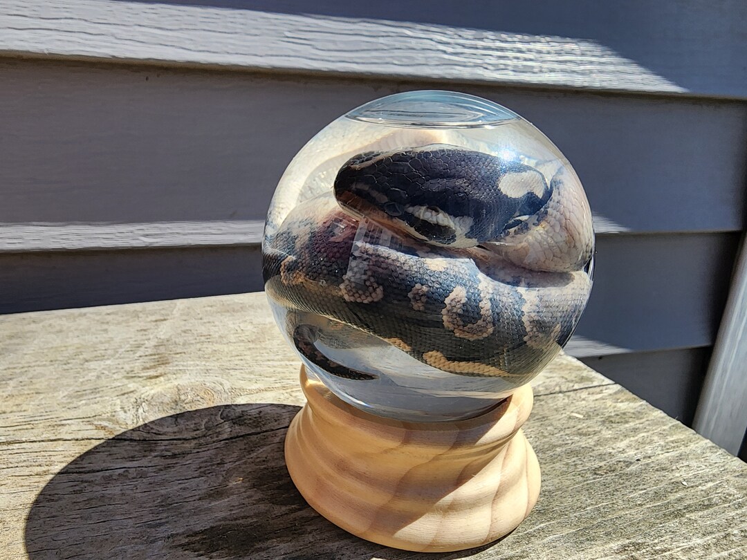 GLOBE Kinked Deformed Wet Specimen Ball Python Taxidermy Mount Formalin ...